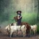 animals-1822462_1920